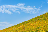 Vineyards and landscape in Lower Franconia in autumn with colorful leaves in typical autumn colors after the vintage in sunshine, blue sky, small white veil clouds near the town Volkach