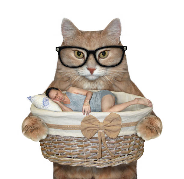 istock Cat holds basket with sleeping man 2 1193047768
