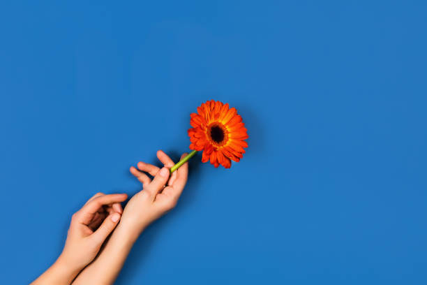 手と1つの花と青の背景。 - flower sparse single flower gerbera daisy ストックフォトと画像