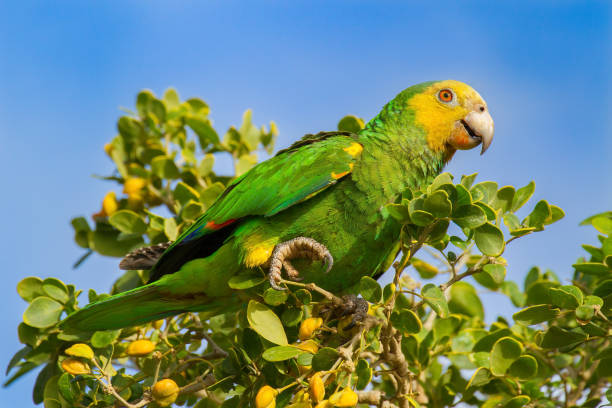 Green yellow amazon parrot in tree Yellow-shouldered Amazon parrot sitting in green tree. During my vacation on the island Bonaire I saw many of these beautiful parrots. These birds eat many different fruits and flower buds from the plants, even from the cactus. lorikeet photos stock pictures, royalty-free photos & images
