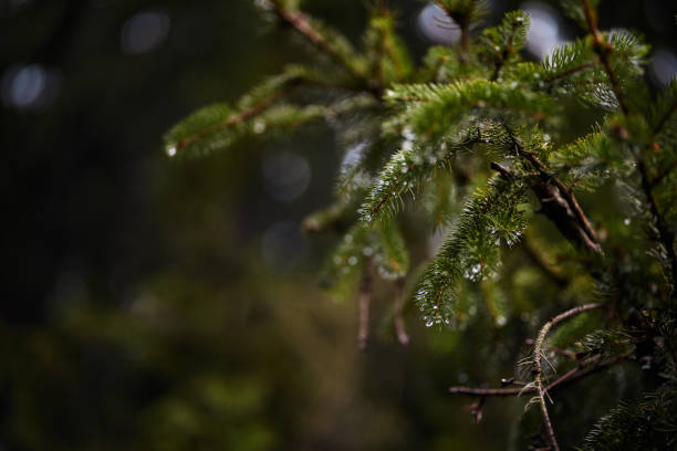 istock Close-Up Of Rain Drops On Pine Tree Branches In Autumn 1193048693