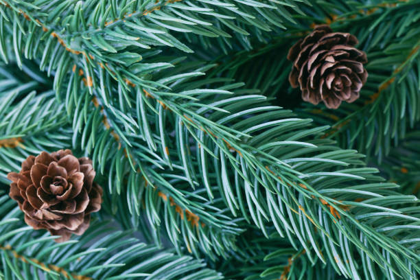 Spruce Tree with new growth