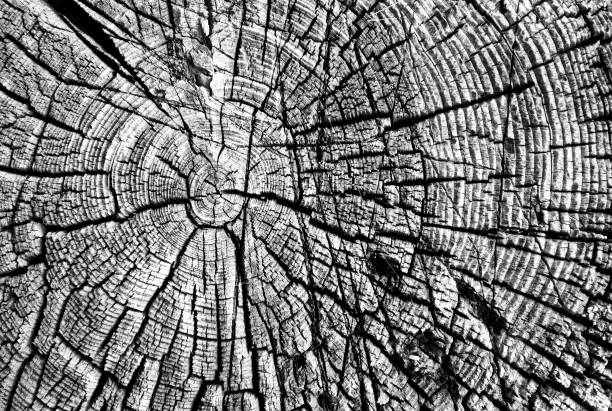 istock Close-up view of the cut tree 1193051526