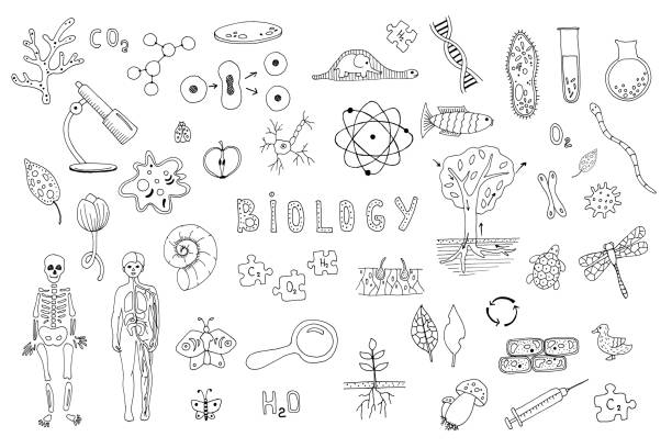 ilustrações de stock, clip art, desenhos animados e ícones de set of objects, symbols biology lesson. hand drawn vector illustration. line drawing on a white background. learning, education concept. microbes, test tubes, human anatomy, flora and fauna. - microscope science healthcare and medicine isolated