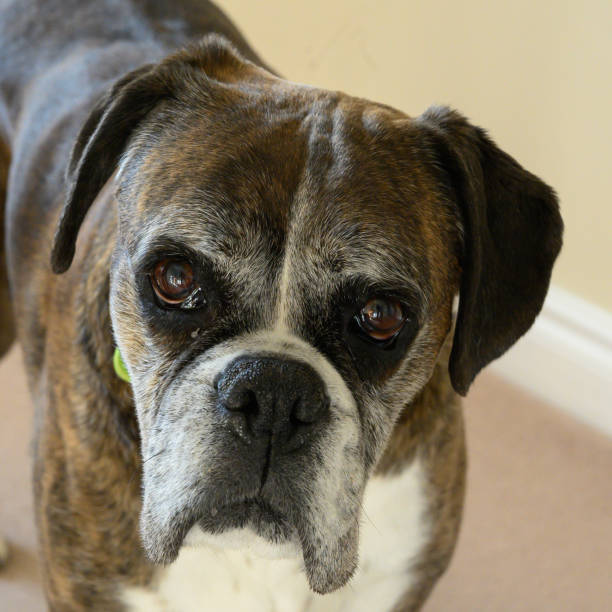 istock Dizzy, giving the look 1193053881
