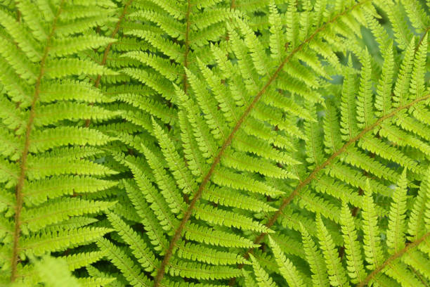 istock Green fern leaf 1193053895