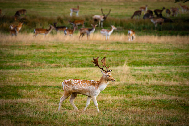 istock Fallow deer buck in field durin autumn 1193053983