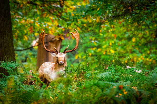 istock Fallow deer buck in thick, green forest 1193054884