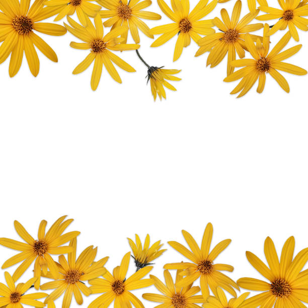 istock Curb frame with yellow Jerusalem artichoke flowers on a white background with an empty center 1193054886