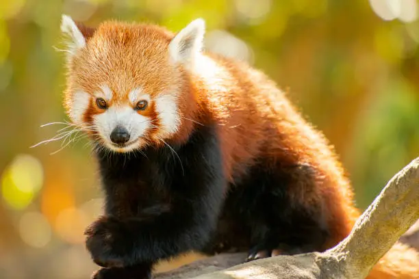Cute Red Panda out in nature during the day