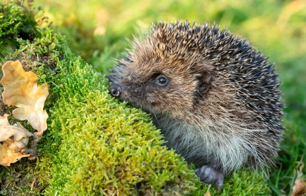 istock Wild hedgehog peeping over a green moss log.  Facing left. 1193056225