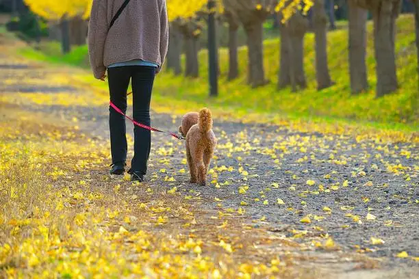 Dog-walking