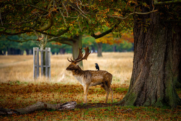 istock Fallow Deer Buck with bird on it under a tree in autumn 1193056479