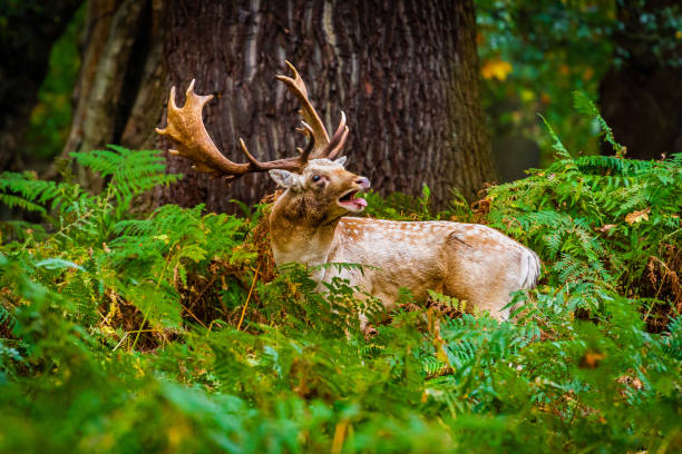 istock Fallow deer buck in thick, green forest 1193056517