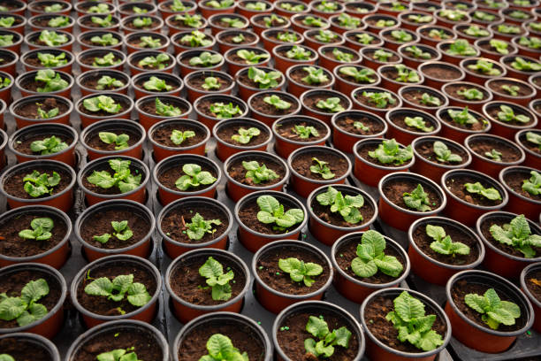 istock Young houseplants growing in flowerpots 1193058253