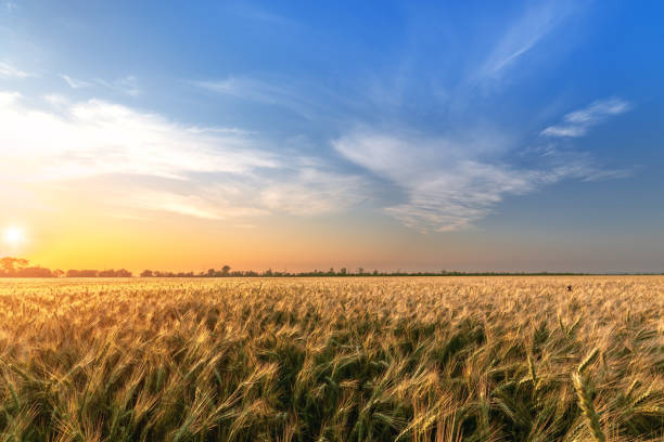 istock wheat at sunset evening photo 1193058792