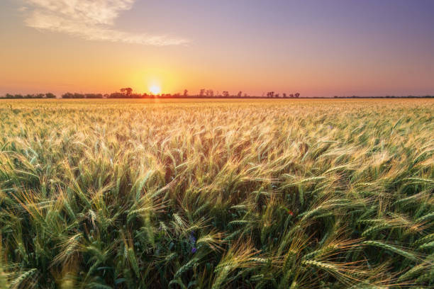istock wheat at sunset evening photo 1193058832
