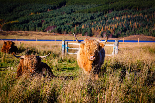 istock A scottish highland cow in the Highlands 1193060105