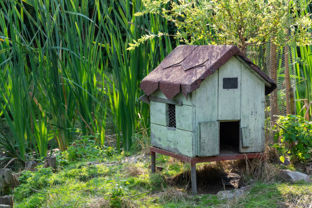istock an decorative duck house in nature 1193060161