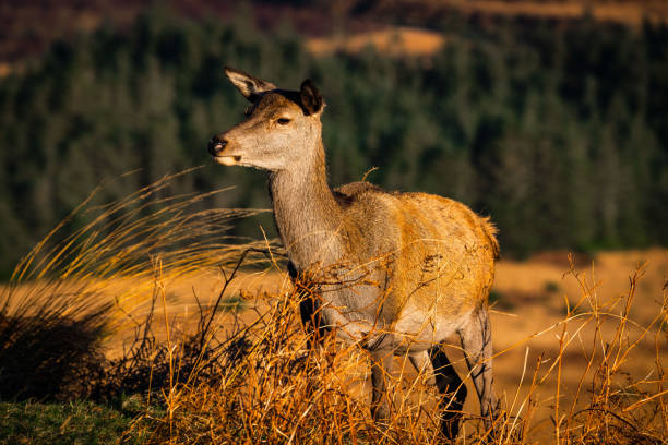 Red deer hind in Scottish Highlands