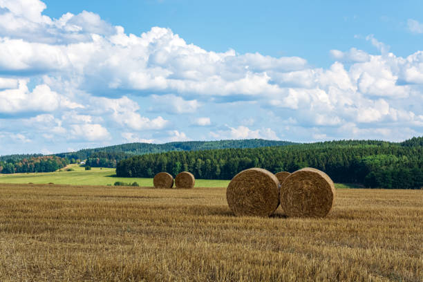 istock hay rolls in a field in summer 1193060235