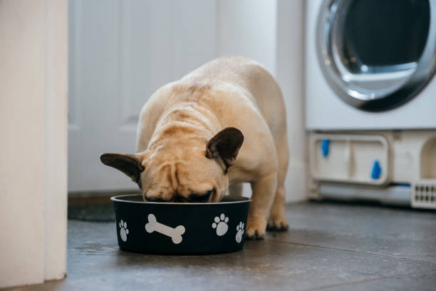 istock French Bulldog Eating Lunch 1193061733