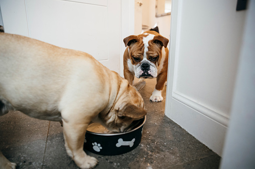French bulldog standing in a kitchen with his face in a dog bowl. A bulldog is standing beside looking.