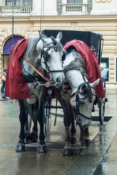 Closeup view of two horses and traditional Fiaker carriage in Hofburg. Vienna, Austria.