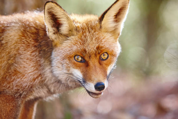 istock Fox head with green background. Wildlife in the forest 1193065714