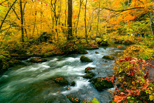 istock Oirase Mountain Stream flow rapidly passing green mossy rocks 1193066767