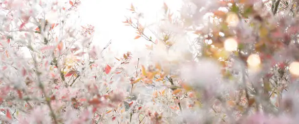 Photo of Frosty winter garden