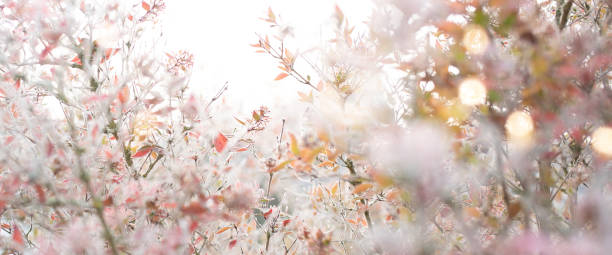 frostig vinterträdgård - flowers winter bildbanksfoton och bilder