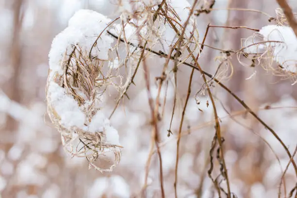 Photo of Dry plants with snow. Winter background or wallpaper. Close-up.