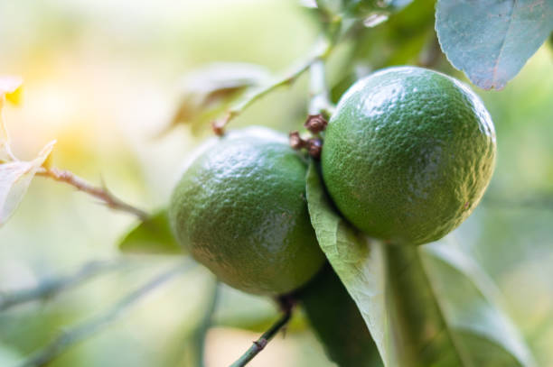 primer plano de lima verde en un árbol con frutos en el fondo borroso - lime fruit citrus fruit portion fotografías e imágenes de stock