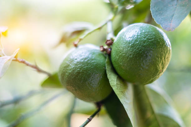 primo piano calce verde su un albero con frutti su sfondo sfocato - lemon fruit portion citrus fruit foto e immagini stock
