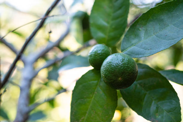 primer plano de lima verde en un árbol con frutos en el fondo borroso - lime fruit citrus fruit portion fotografías e imágenes de stock