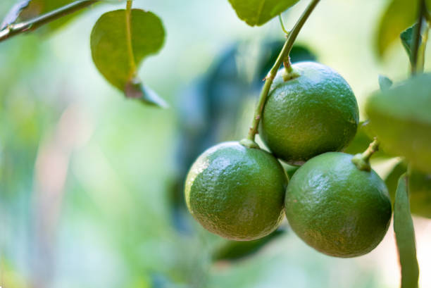 primer plano de lima verde en un árbol con frutos en el fondo borroso - lime fruit citrus fruit portion fotografías e imágenes de stock