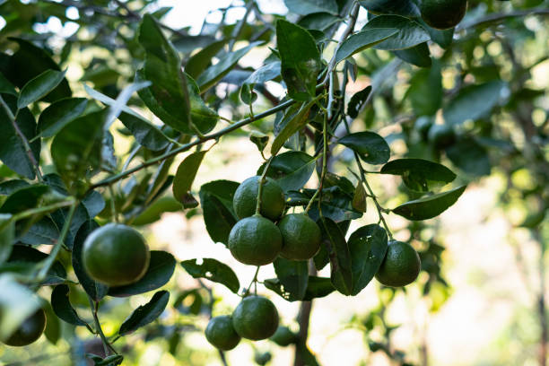 primer plano de lima verde en un árbol con frutos en el fondo borroso - lime fruit citrus fruit portion fotografías e imágenes de stock