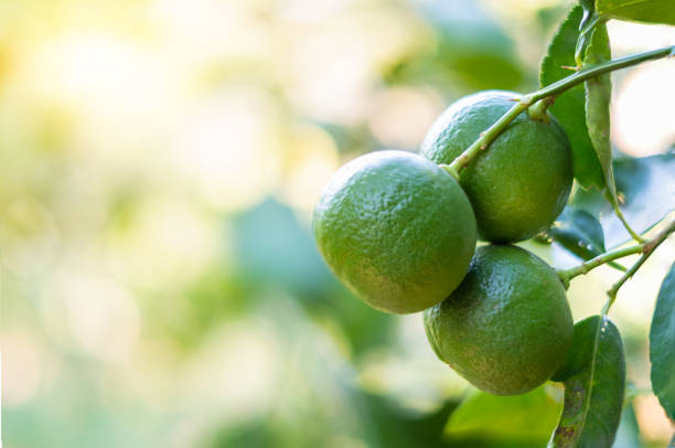 primer plano de lima verde en un árbol con frutos en el fondo borroso - lime fruit citrus fruit portion fotografías e imágenes de stock