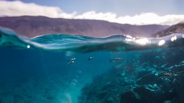 istock La Graciosa, Canary Islands split shot with grey mullet fish 1193071310