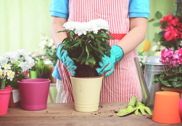 istock Woman's hands potting some plants 1193072436