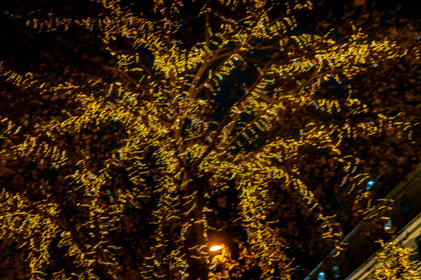 The Rue Lafayette, Paris, France at Christmas with close-up of lights under on the trees along the Boulevard.
