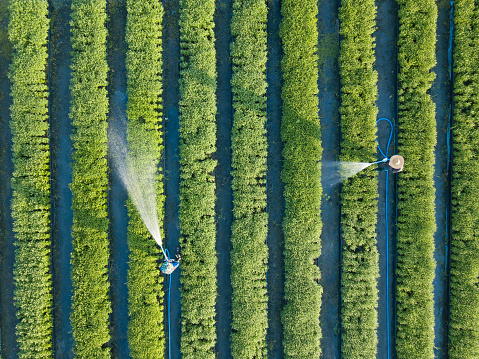 Aerial top view of farmers watering vegetable using hose in the garden that planted in row for agricultural usage