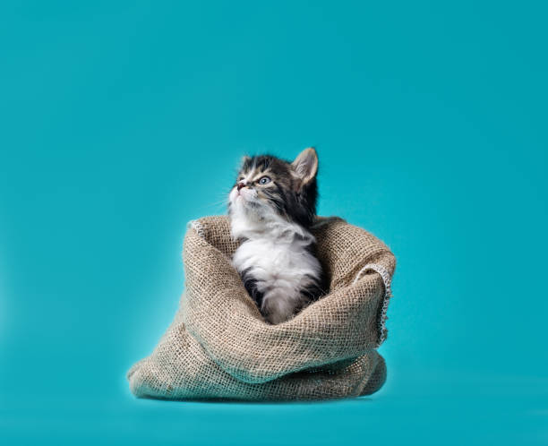 istock tabby kitten gets out of the sack on a turquoise background 1193077305