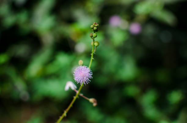 istock Mimosa pudica flower 1193078143