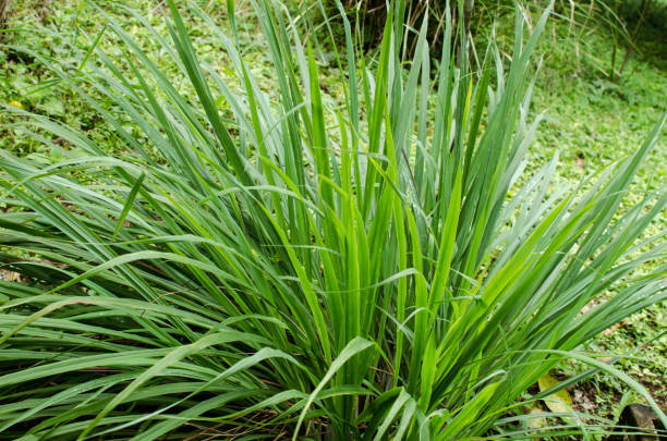 istock Plant of lemongrass 1193078253
