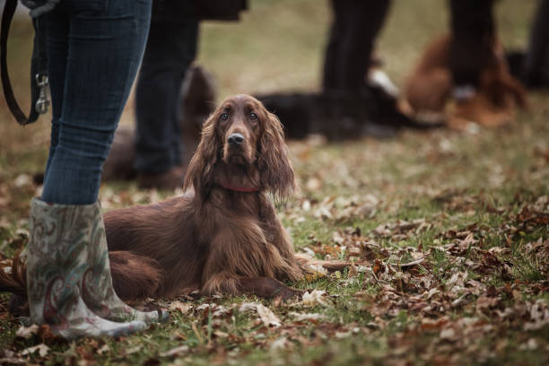 istock Group of dogs during the obedience training lesson. 1193078599