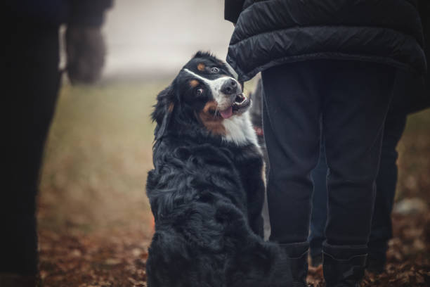 istock Group of dogs during the obedience training lesson. 1193078644