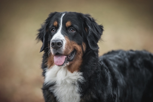 Female tourist looking at cute Bernese Mountain Dog sticking out tongue while sitting on top of grassy mountain during vacation