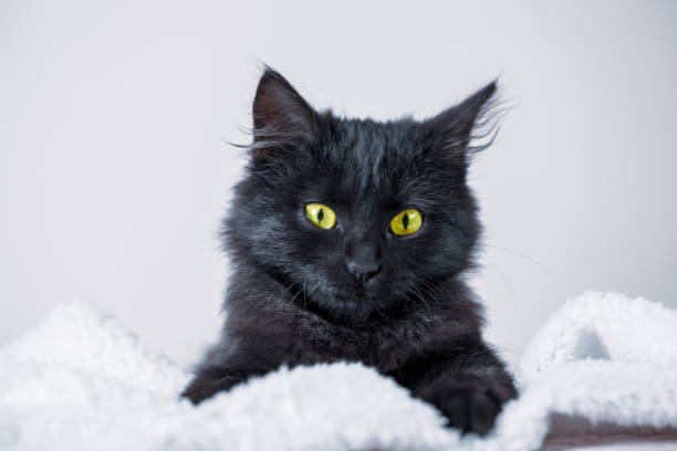 istock A black kitten lies on the couch. Selective focus. Horizontal. 1193078706